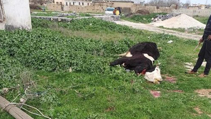 Şanlıurfa’da elektrik akımına kapılan inek telef oldu