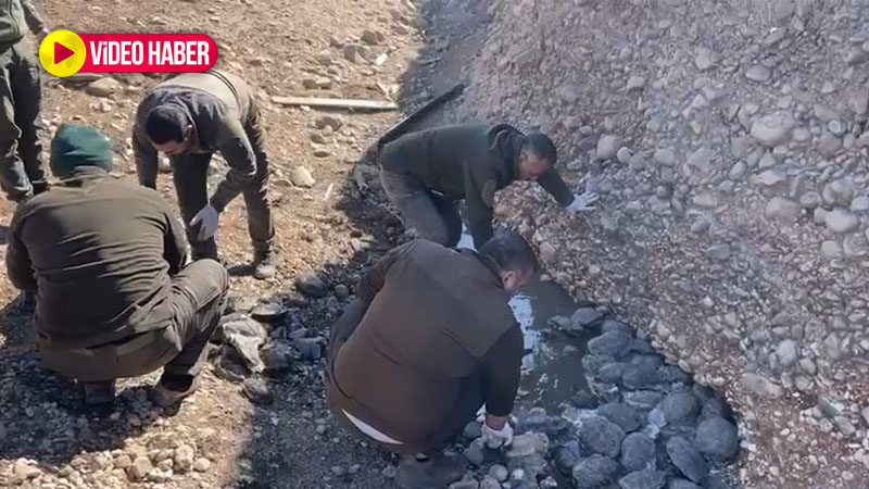 Şanlıurfa’dan güzel bir haber daha! Karakoyun Deresi’nden 316 can çıkarıldı