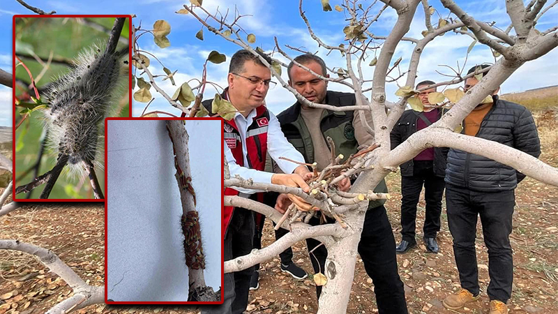 Fıstık üreticilerine Tarım Orman İl Müdürü’nden karagöz kurdu uyarısı