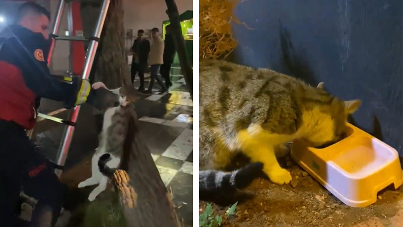 Şanlıurfa’da itfaiye ekipleri mahsur kedi için harekete geçti