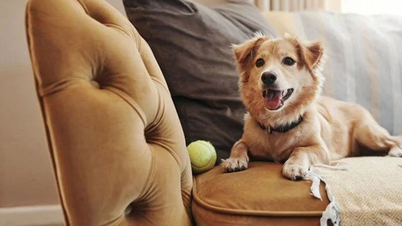 Köpekler sanılandan daha akıllı! Sözcükleri objelerle ilişkilendiriyorlar