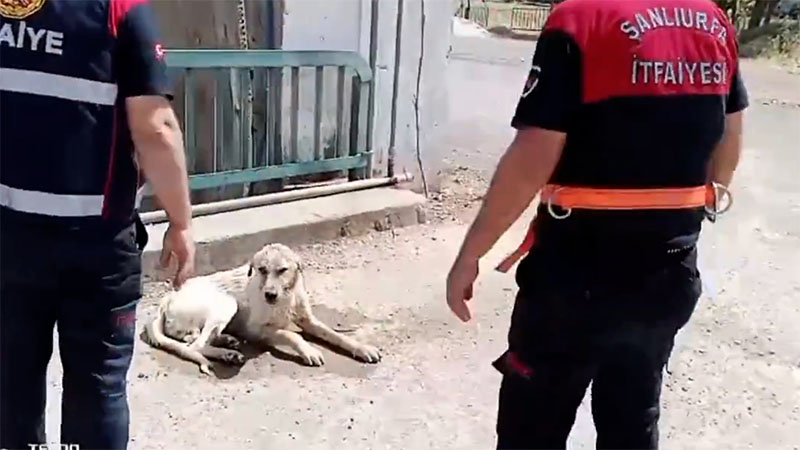 Şanlıurfa’da sulama kanalında düşen köpek kurtarıldı