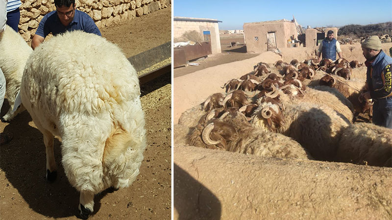 Şanlıurfa'da hayvancılık potansiyeli artırılıyor: 'Suruç koyunu' koruma altına alındı