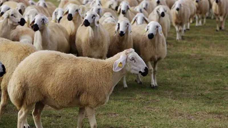 Urfa’daki fiyatlar nasıl? TİGEM'den damızlık koyun-keçi fiyatlarına zam