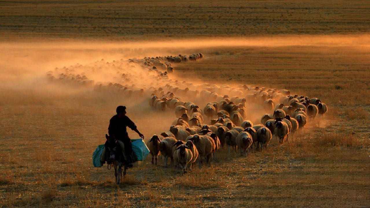 Urfa’da bu mesleği yapanlar yaşadı: Destek 30 bin liraya yükseldi!