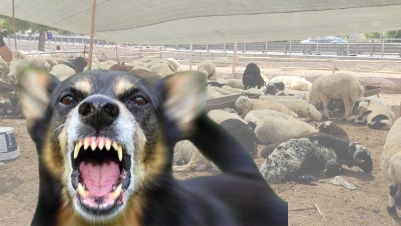 Şanlıurfa'da köpek vahşeti! Bu defa koyun sürüsü hedefti