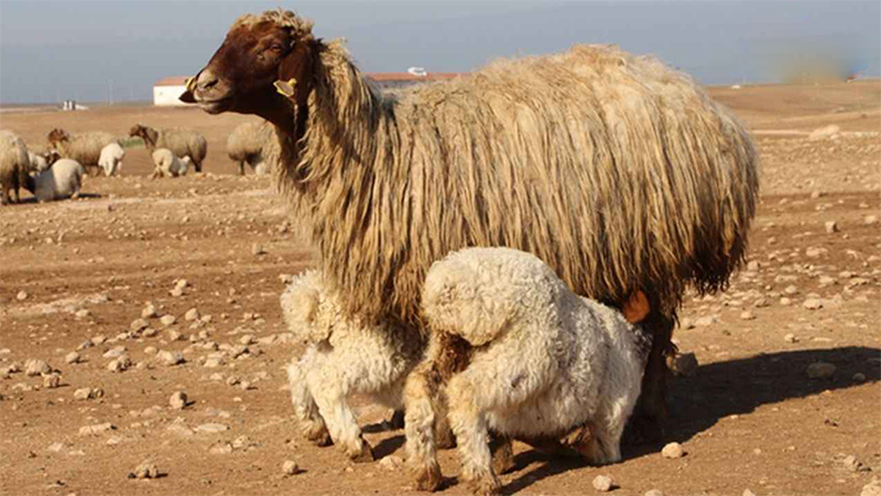 İşte Şanlıurfa’daki koyun sayısı