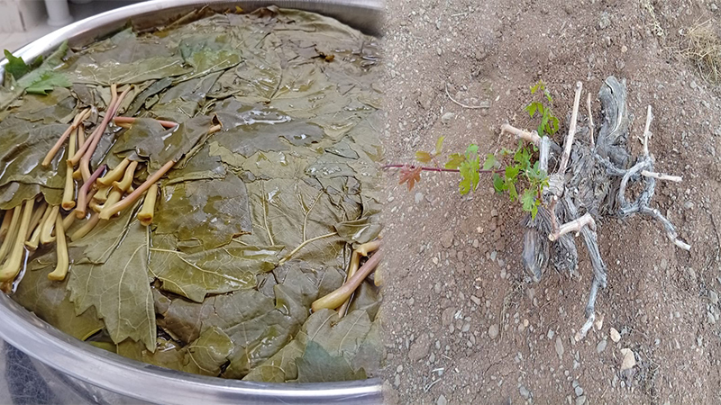 Kuraklık Şanlıurfa’yı Ege’ye mahkum etti