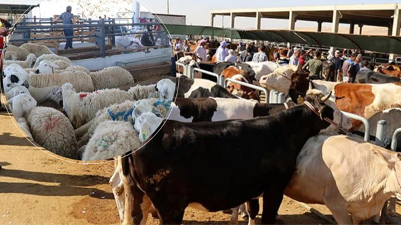 Kurbanlığın bu fiyatları yollara düşürür! İşte Şanlıurfa ve Gaziantep arasında fark