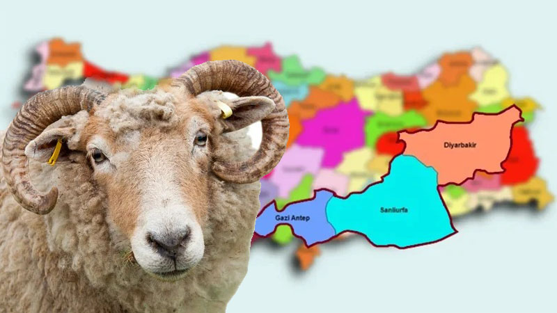 Şanlıurfa, Gaziantep ve Diyarbakır'da kurban fiyatları belli oldu