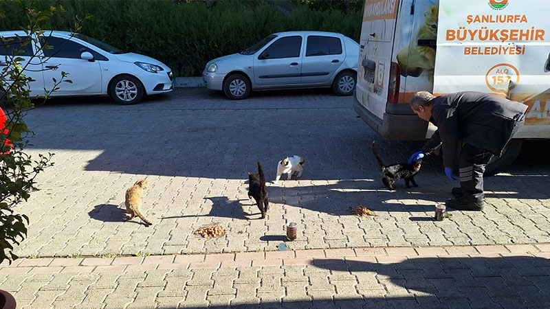 Şanlıurfa'da sokak hayvanları unutulmadı
