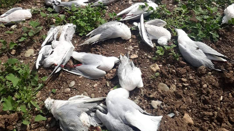 Şanlıurfa'daki martı ölümleri devam ediyor