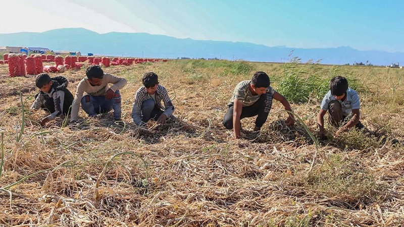 Şanlıurfa'da mevsimlik tarım işçisi çocuklarının eğitimine yönelik çalışmalar değerlendirildi