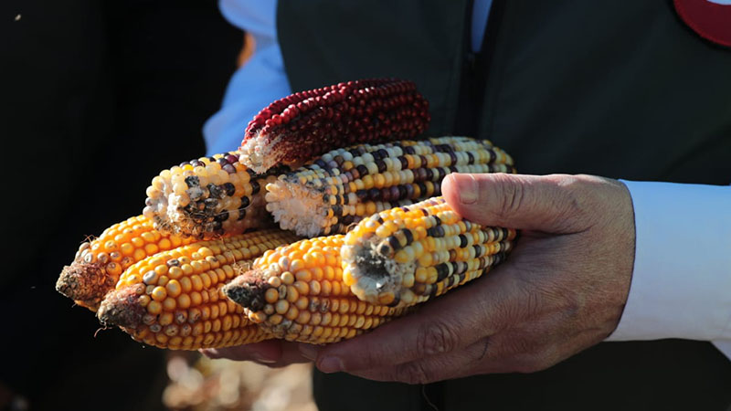 Şanlıurfa'da mısır rekor kırdı: Dekar başına 1300 kilogram