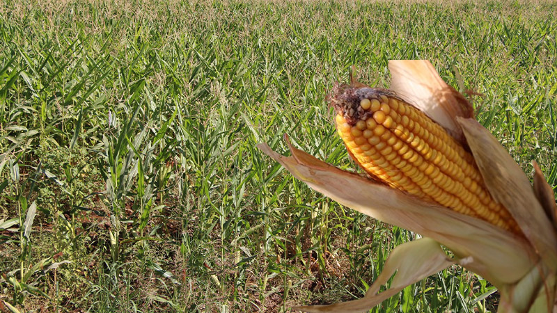 Şanlıurfa'da mısır üretimi zirvede! Vali Şıldak: Bereketli bir sezon diliyorum