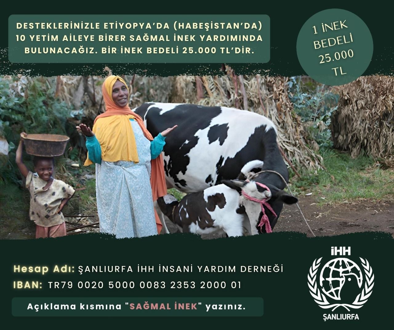 Şanlıurfa İHH’dan Etiyopyalı/Habeşistanlı yetim ailelere inek desteği
