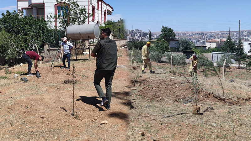 Şanlıurfa’da ormana yerleşmeye kalktılar! Anında müdahale geldi