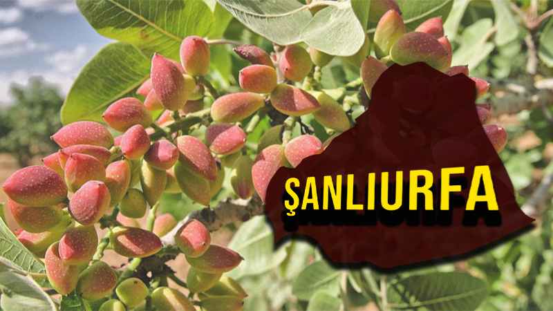 Şanlıurfa’da fıstığın kurtuluş reçetesi Meclis’te! İran, Sicilya, California…