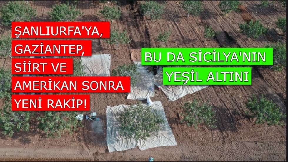 Şanlıurfa fıstığına ikiz!  Hem de yanardağ eteklerinde yetişiyor