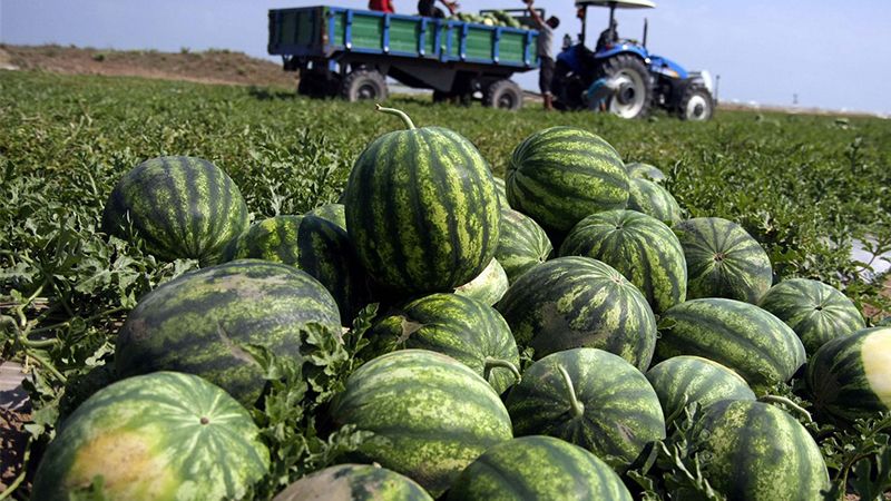 İlk karpuzları Şanlıurfalı işçiler hasat etti