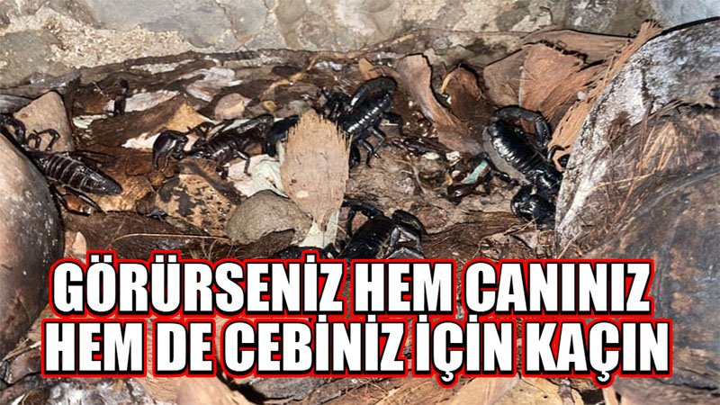 Şanlıurfa yaz aylarında ondan geçilmiyor! Yakalanması yasaklandı: Cezası 557 bin TL