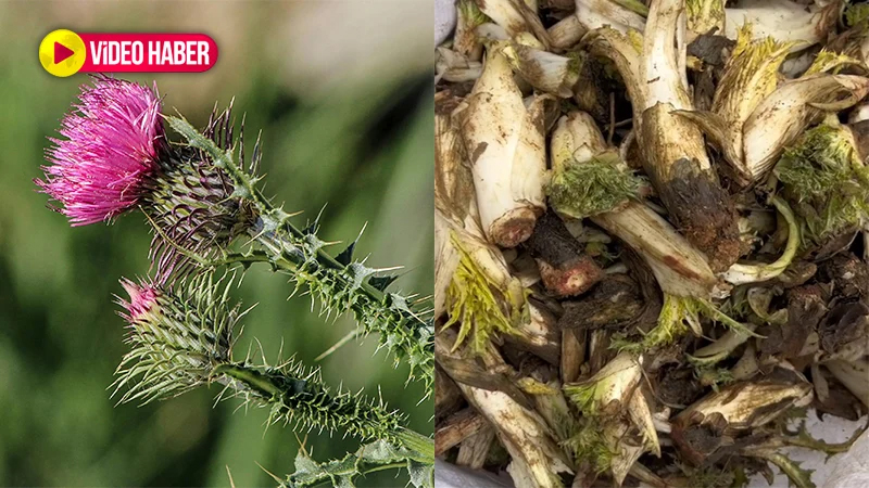 Şanlıurfa'da doğanın en pahalı otu! Kendiliğinden yetişiyor