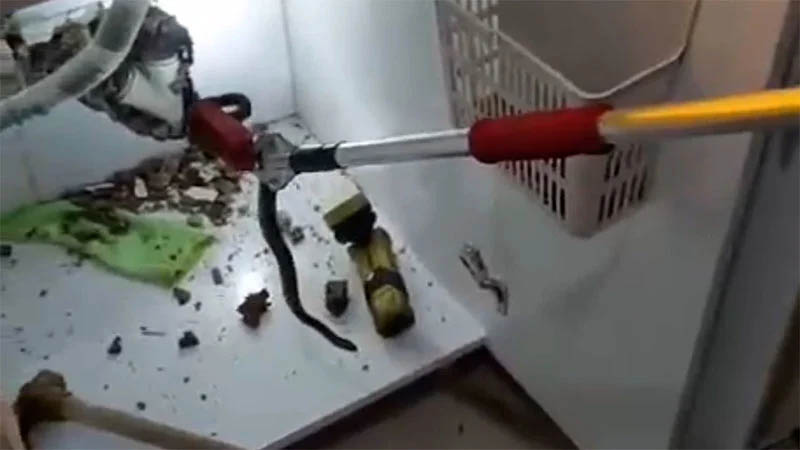 Şanlıurfa’da vatandaşın korkulu rüyası ortaya çıktı! Evlere girmeye başladılar…