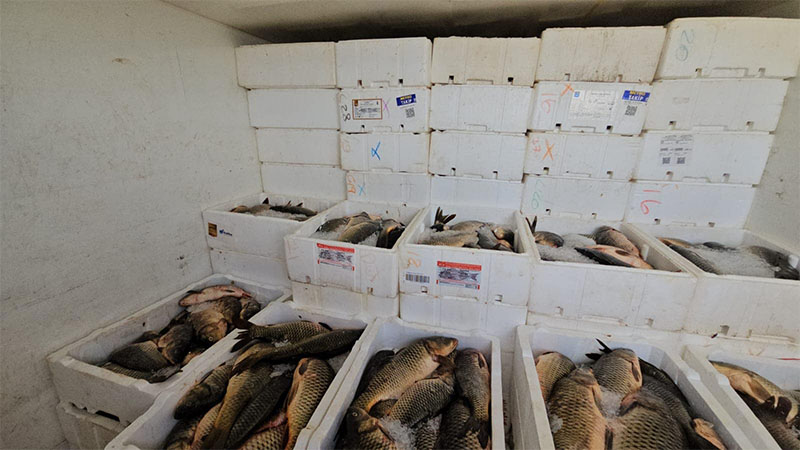 Şanlıurfa’da 1.5 ton balık imha edildi