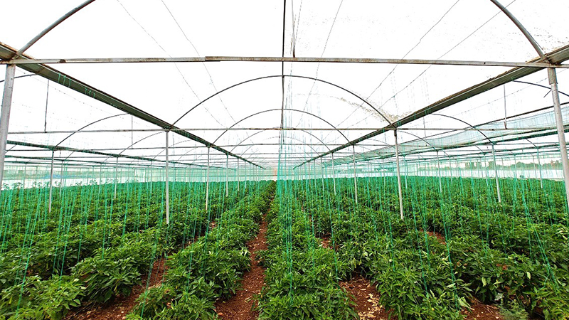 Urfa'da tropikal meyve yetiştiriciliği yaygınlaşıyor
