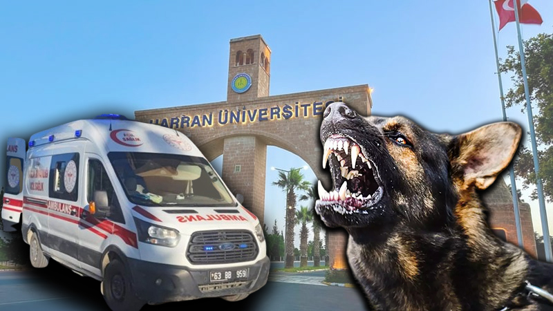 Şanlıurfa’da başıboş sokak köpekleri sorunu can aldı! Şırnaklı öğrenci hayatını kaybetti