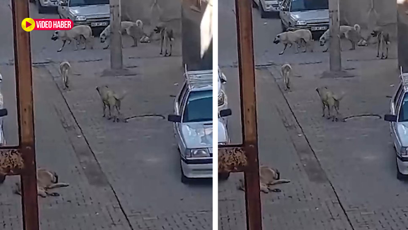 Başıboş köpekler Şanlıurfa'da çocukları tehdit ediyor: Okul yolu kabusa dönüyor!