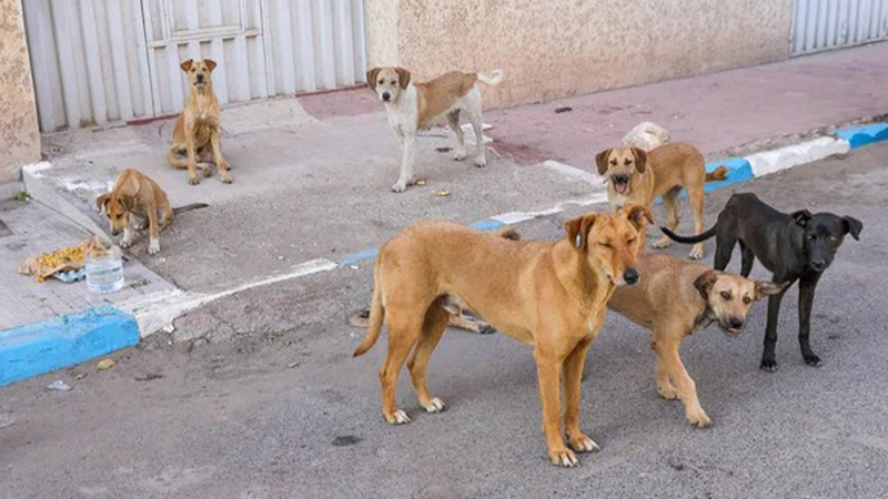 HÜDA PAR: Katil köpekler mi, köpekleri kontrolsüzce besleyenler mi?