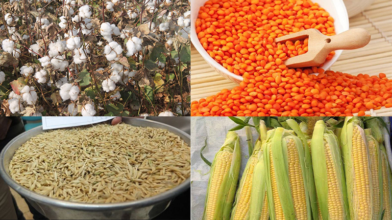 Şanlıurfa’da tahıl fiyatları açıklandı! Pamuk, mısır, mercimek…