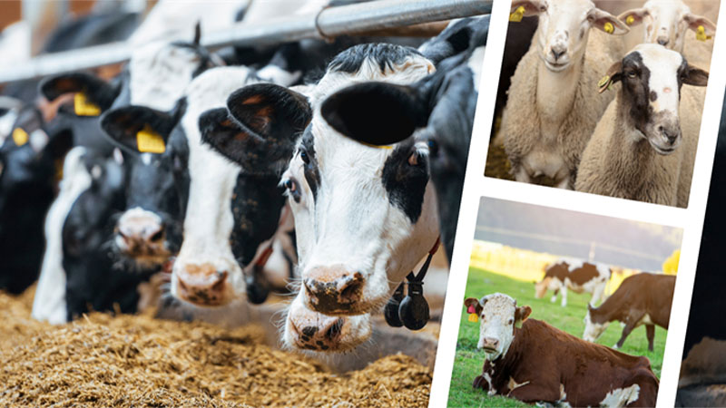 Hayvancılık ve gıda işleme sektörlerine 195 milyonluk hibe desteği!