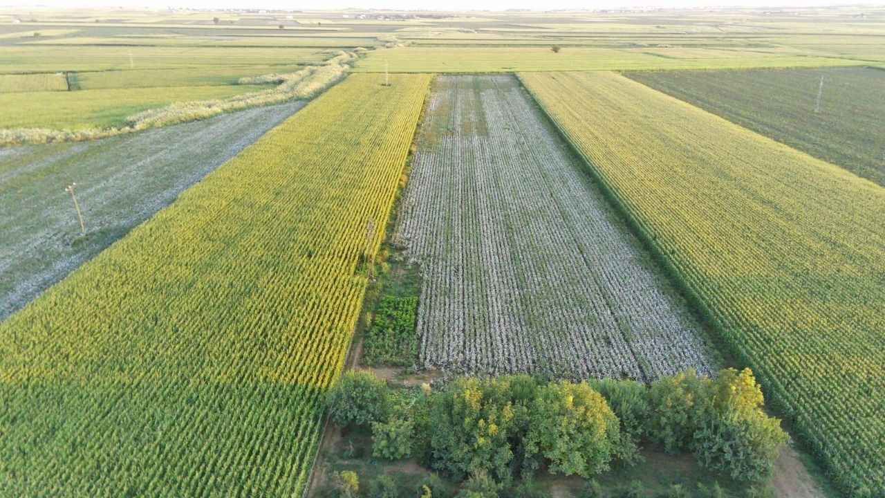 Çok şaşıracaksınız! Şanlıurfa üretimde Ukrayna'ya rakip