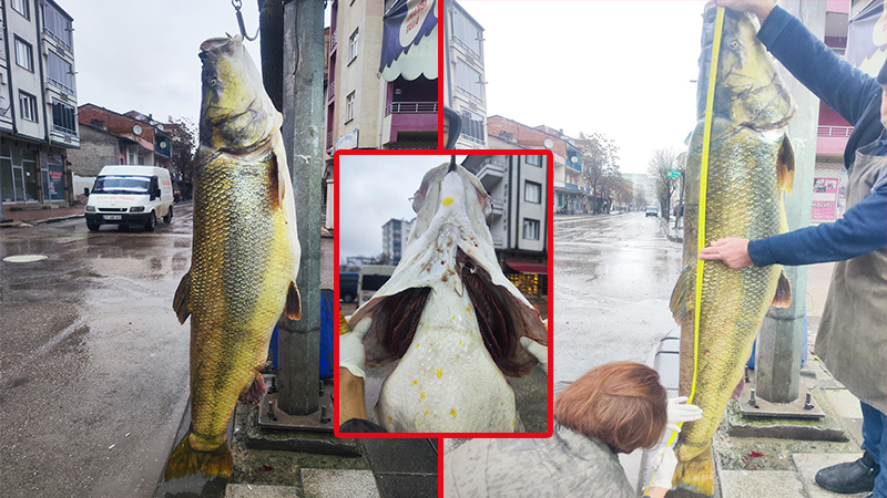Fırat Nehri'nde son yıllarda avlanan en iri balık! Yaşı duyanları şaşırtıyor