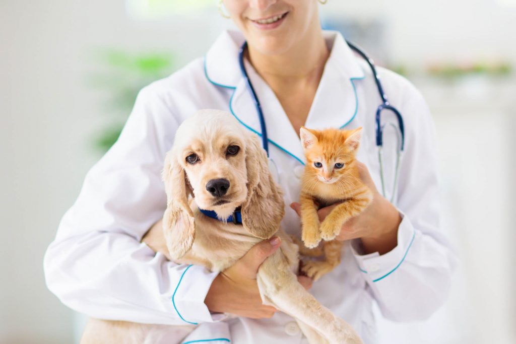 Veterinerlik: hayvanların ve insanların sağlığını koruyan bir meslek