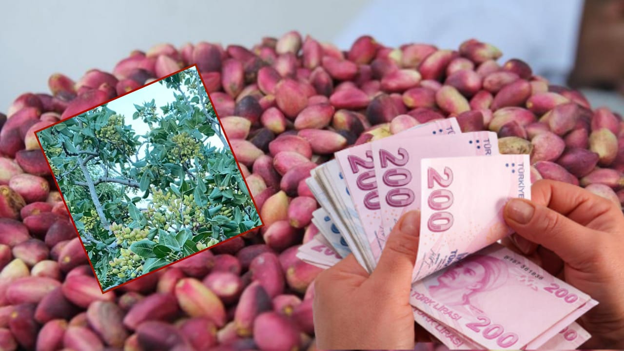 Şanlıurfa'da fıstık hasadı başladı: "Bu kabul edilebilir bir fiyat değildir”