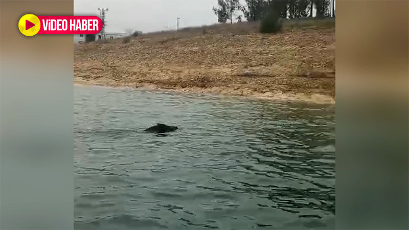 Şanlıurfa’da görenler gözlerine inanmadı: Fırat Nehri'nde böyle yüzdü