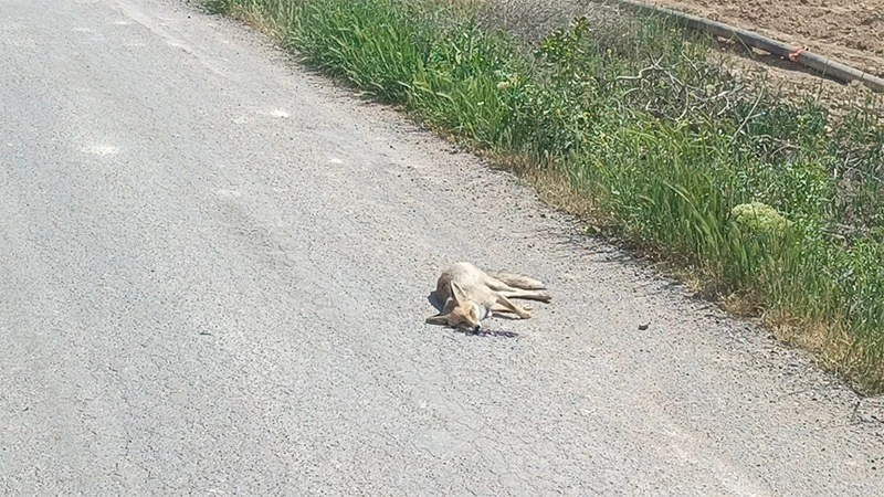 Araç tilkiye çarptı